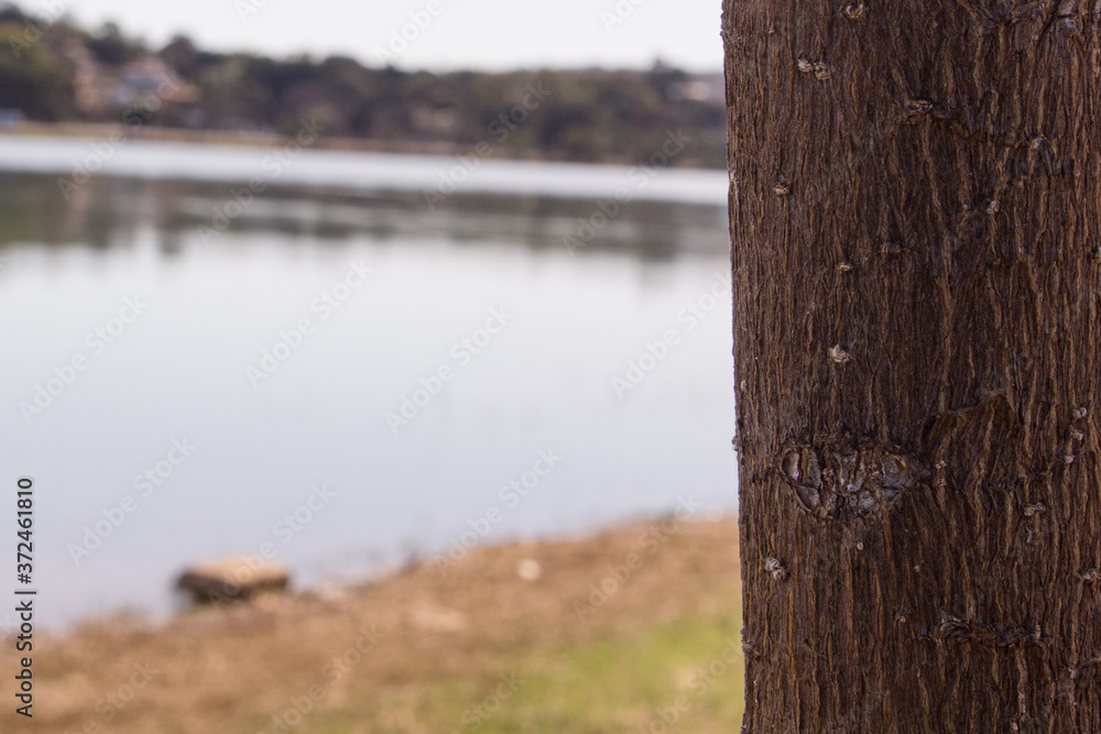Fototapeta premium tronco de árvore e lagoa