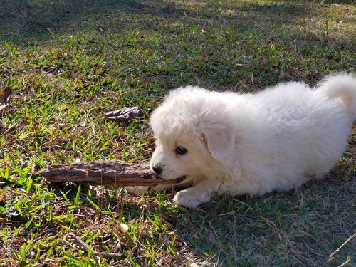 Filhotes de Golden Retriever Brancos photo