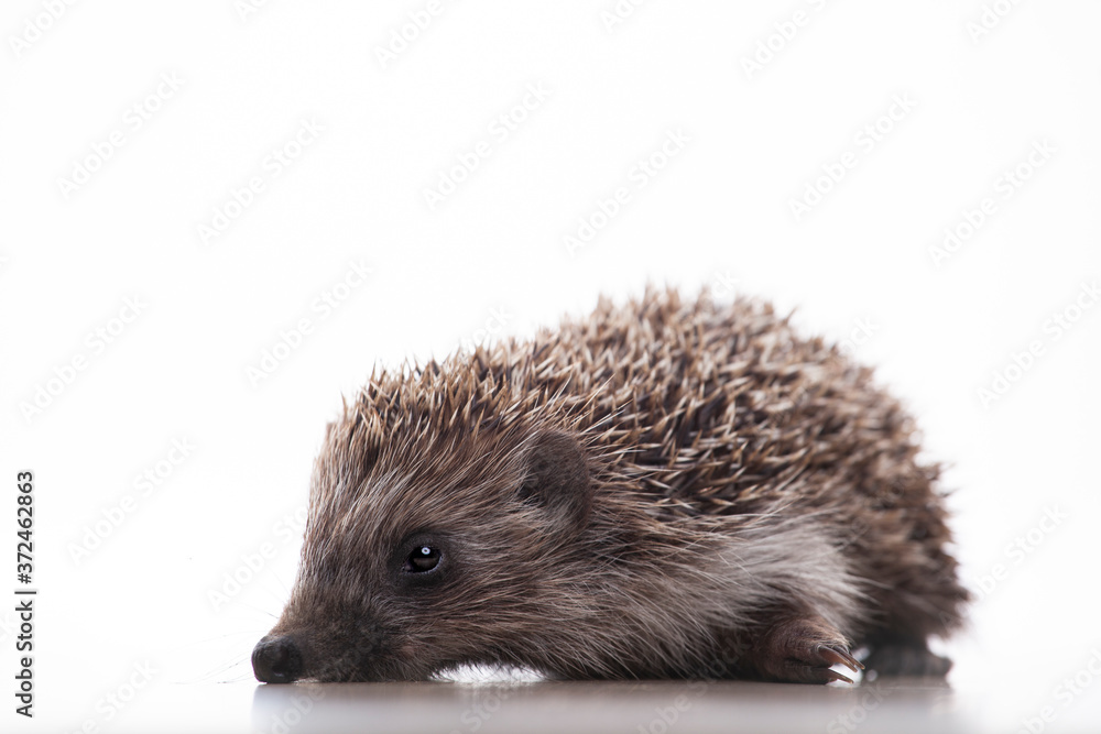 Fototapeta premium image of hedgehog white background 