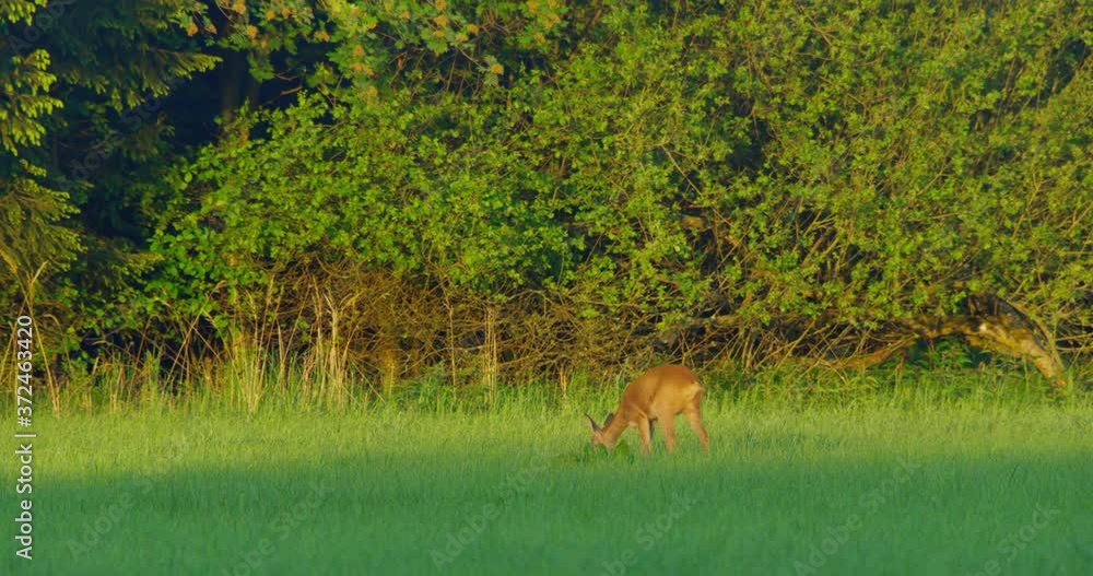 Establishing Shot, A baby Deer feeding on the green grass in Bavaria, Germany, Sun Rise in the morning. Establishing Shot, A baby Deer feeding on the green grass in Bavaria, Germany, Sun Rise in the morning.
