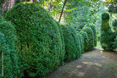 Old Boxwood Buxus sempervirens or European box in landscaped summer garden. Trimmed green boxwood bushes immediately after cutting with an electric brush cutter. Place for your text. photo