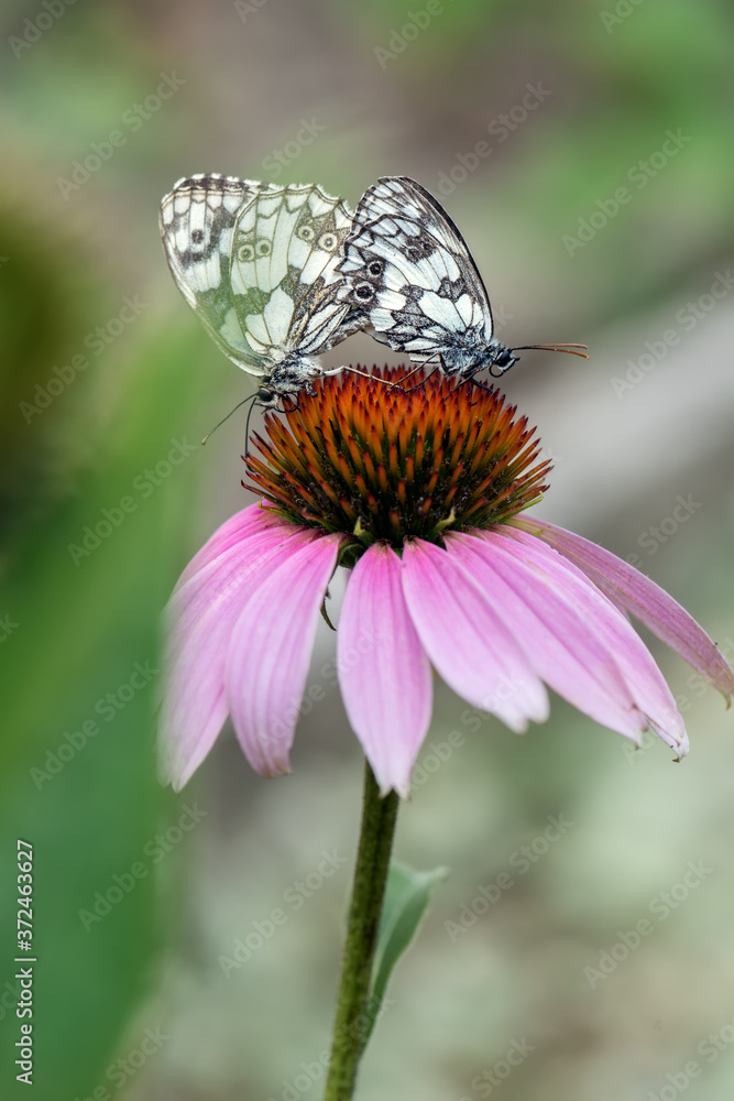 Two butterflies Melanargia galathea mating on a summer on the echinacea flower Two butterflies Melanargia galathea mating on a summer on the echinacea flower