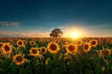 Gartenposter Blumen Feld der blühenden Sonnenblumen und des Baums auf einem Hintergrundsonnenuntergang  © ValentinValkov