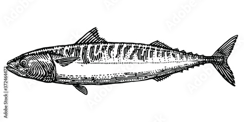 fish vector illustration