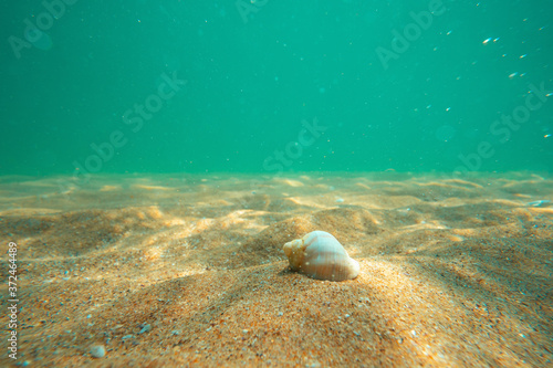  Black Sea rapan in algae walks on the sand, underwater view
