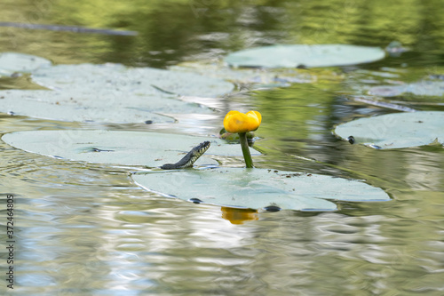 Fotografie Swimming the grass snake (Natrix natrix) near the water-lily flower