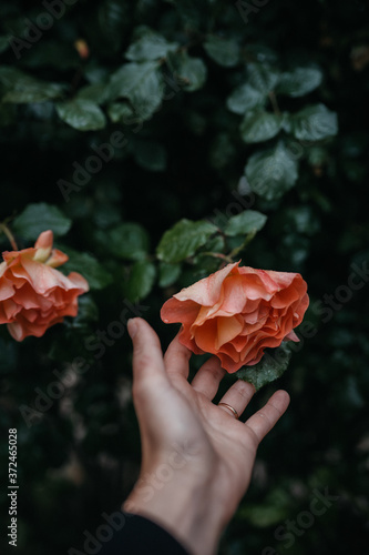 Hand mit Rose in Orange © Marina