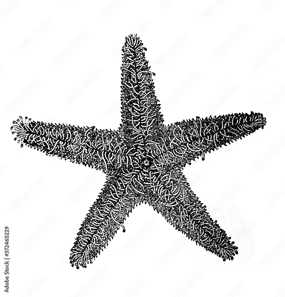 Starfish in the old book Encyclopedic dictionary by A. Granat, vol. 3, S. Petersburg, 1896 Starfish in the old book Encyclopedic dictionary by A. Granat, vol. 3, S. Petersburg, 1896