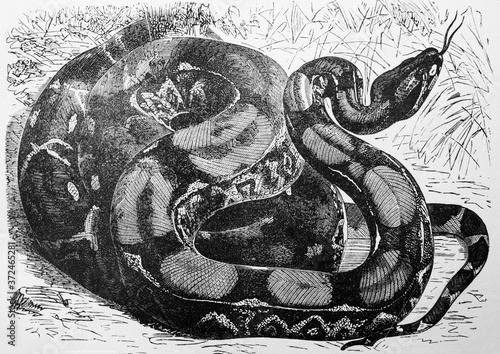 Photography Anaconda, boa constrictor in the old book Encyclopedic dictionary by A