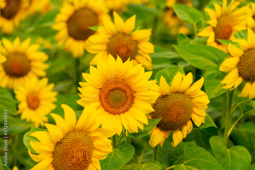 Sunflowers blooming in the field Sunflowers blooming in the field