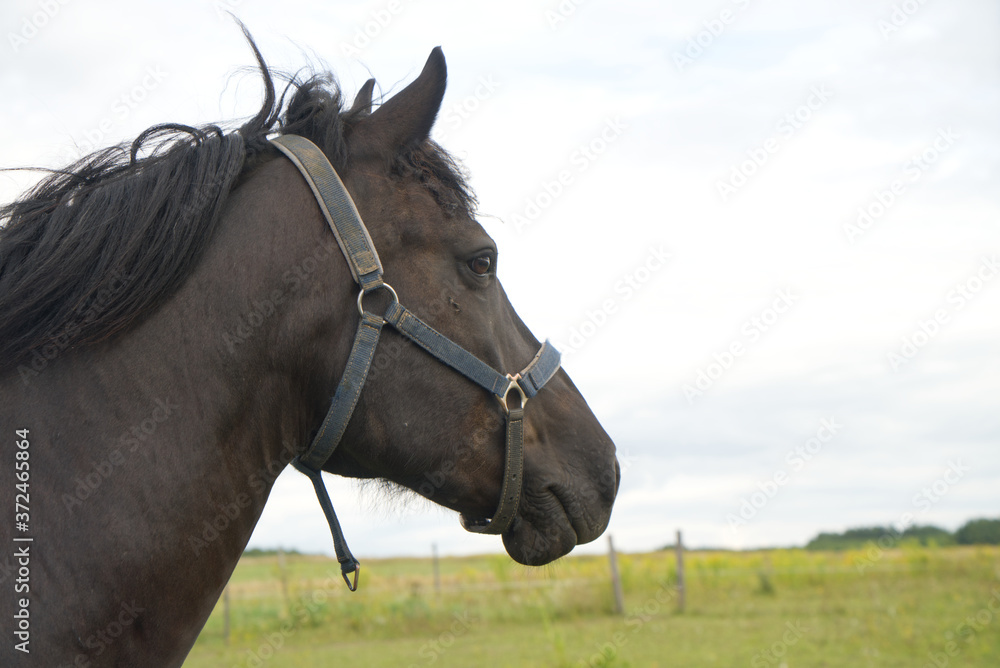 Portrait of beautiful dark horse in summer Portrait of beautiful dark horse in summer