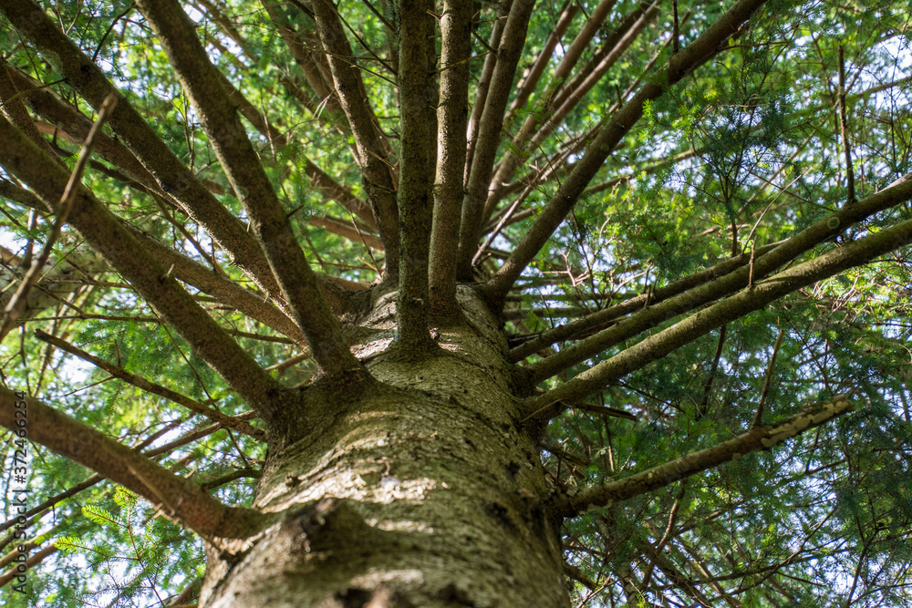 Fototapeta premium tree in the forest bottom-up view