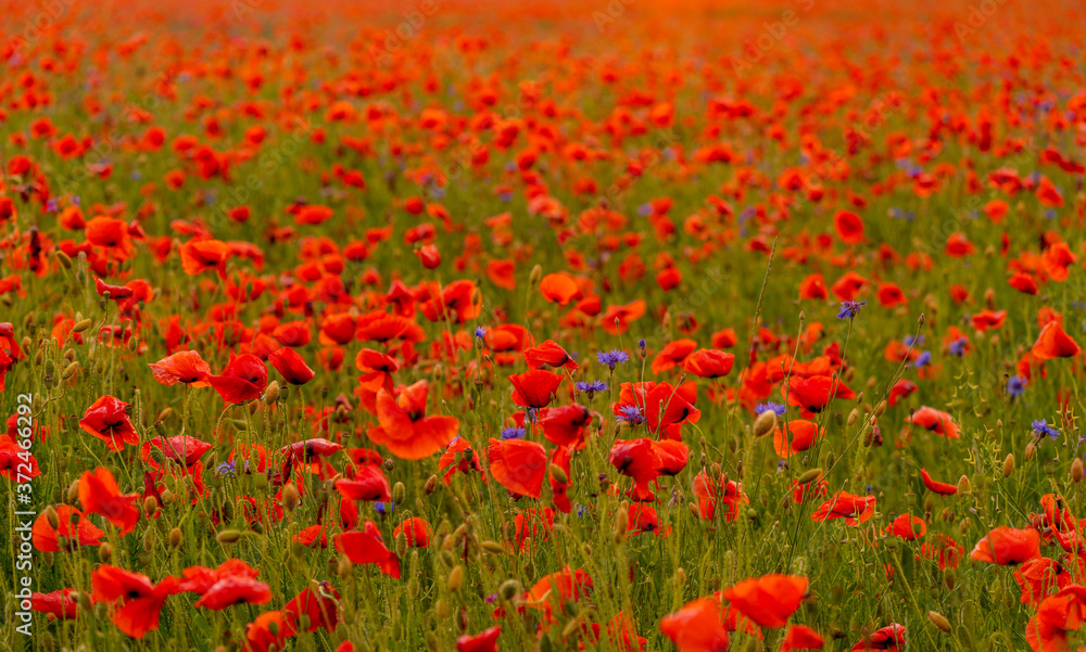 Poppy flowers field at sunset or sunrise
