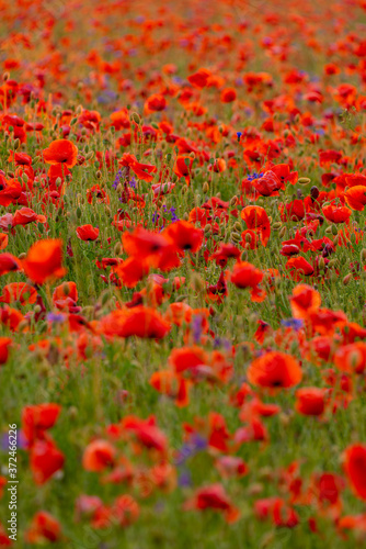 Poppy flowers field at sunset or sunrise