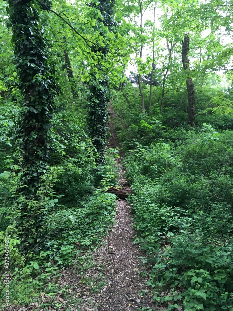 Fototapeta premium durch den Wald