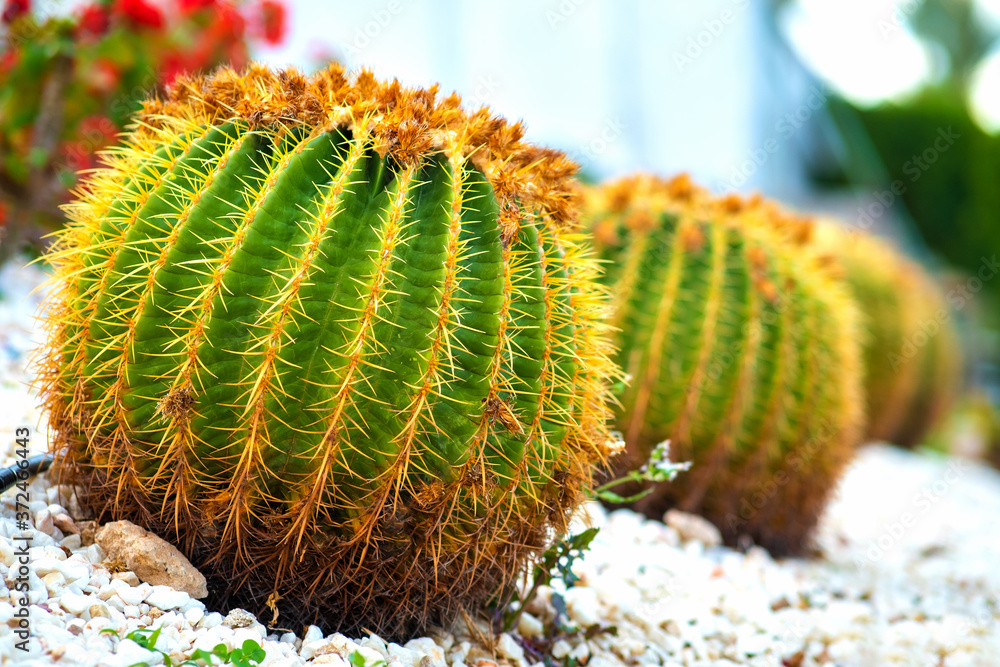 Green round tropical cactus plants with sharp spines growing on a ground covered with pebble stones outdoors in a park. Green round tropical cactus plants with sharp spines growing on a ground covered with pebble stones outdoors in a park.