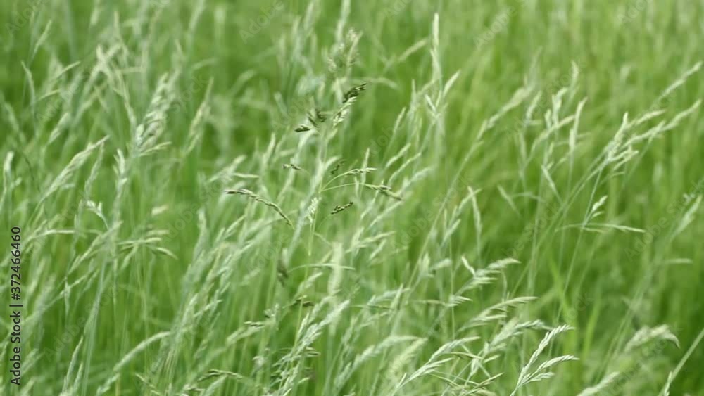 Stock video
Green grass close-up. Grass swaying in the wind. Green lawn meadow densely overgrown with grass. Field of grass in perspective Stock video
Green grass close-up. Grass swaying in the wind. Green lawn meadow densely overgrown with grass. Field of grass in perspective