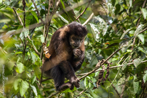 Capuchin monkeys are New World monkeys of the subfamily Cebinae. Seen at the famous Macuco jungle trail at Iguazu national park  Argentina