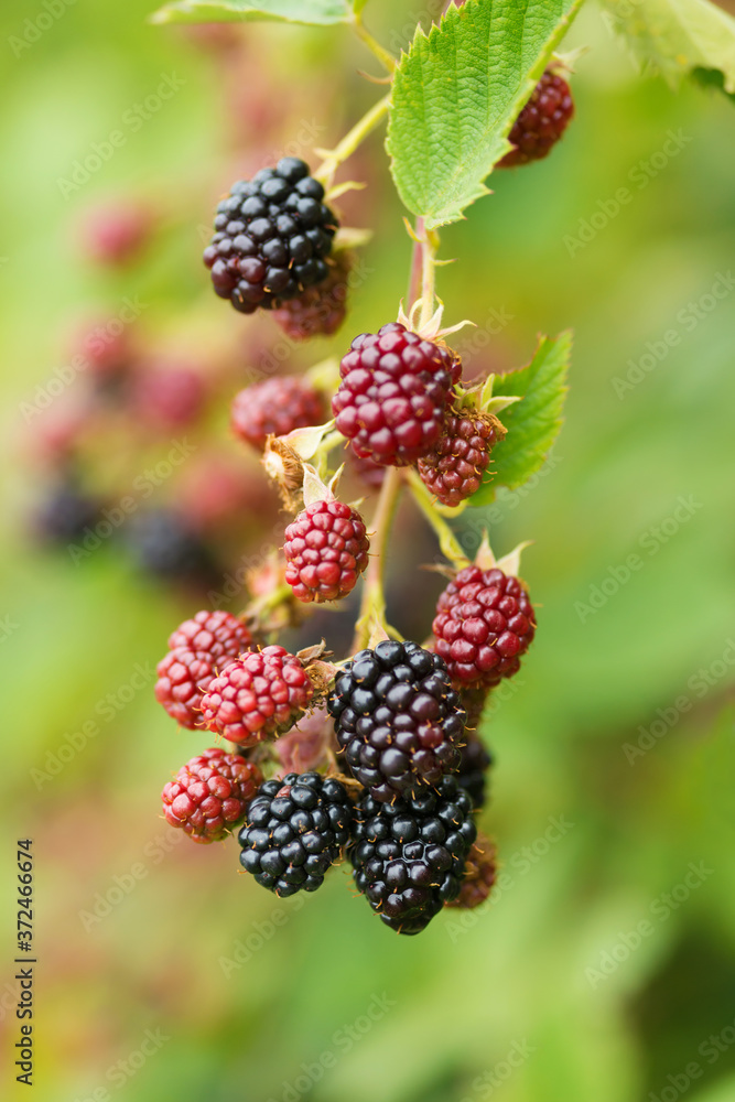 Natural food - fresh blackberries in a garden. Bunch of ripe and unripe blackberry fruit - Rubus fruticosus - on branch with green leaves on a farm. Close-up, blurred background Natural food - fresh blackberries in a garden. Bunch of ripe and unripe blackberry fruit - Rubus fruticosus - on branch with green leaves on a farm. Close-up, blurred background