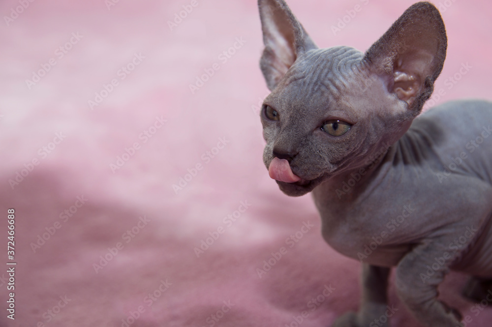 gray sphynx kitten licks its lips. cat sits on a pink blanket. sphinx wants to eat pet food