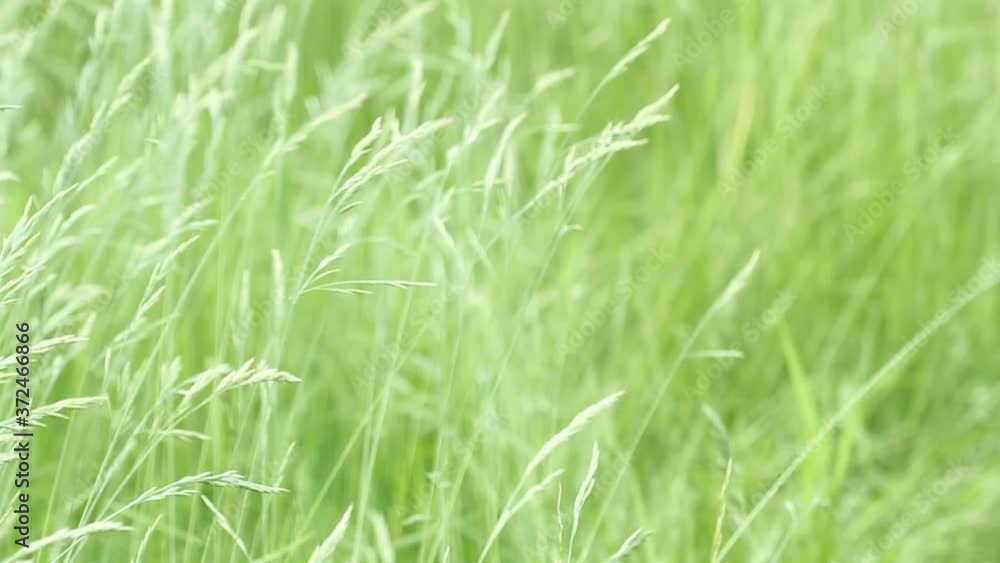 Stock video
Green grass close-up. Grass swaying in the wind. Green lawn meadow densely overgrown with grass. Field of grass in perspective Stock video
Green grass close-up. Grass swaying in the wind. Green lawn meadow densely overgrown with grass. Field of grass in perspective