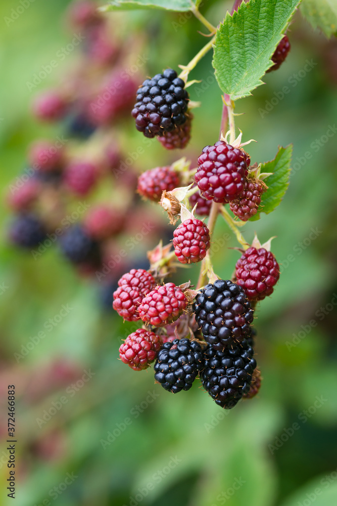 Natural food - fresh blackberries in a garden. Bunch of ripe and unripe blackberry fruit - Rubus fruticosus - on branch with green leaves on a farm. Close-up, blurred background