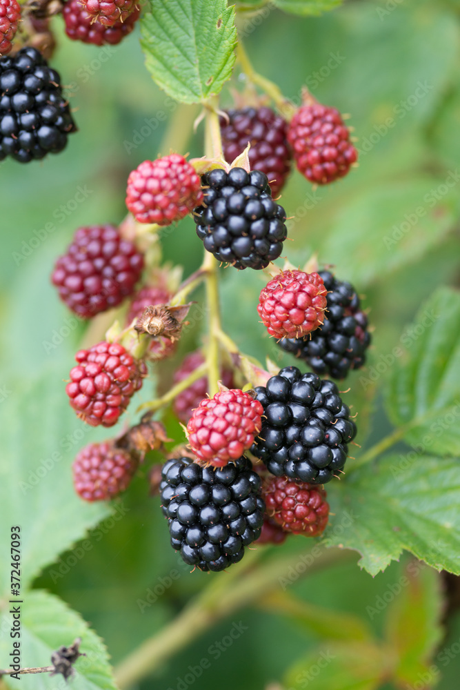 Natural food - fresh blackberries in a garden. Bunch of ripe and unripe blackberry fruit - Rubus fruticosus - on branch with green leaves on a farm. Close-up, blurred background Natural food - fresh blackberries in a garden. Bunch of ripe and unripe blackberry fruit - Rubus fruticosus - on branch with green leaves on a farm. Close-up, blurred background