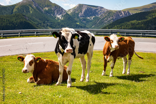 Kühe weiden auf der Alm. Nockalmstraße, Ausflugsziel im Herzen der Nockberge in Kärnten.