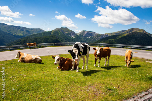 Kühe weiden auf der Alm. Nockalmstraße, Ausflugsziel im Herzen der Nockberge in Kärnten. photo