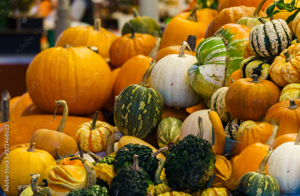 Different varieties of pumpkins at the farmers market. Autumn halloween. Green, orange, yellow and striped ripe pumpkins.