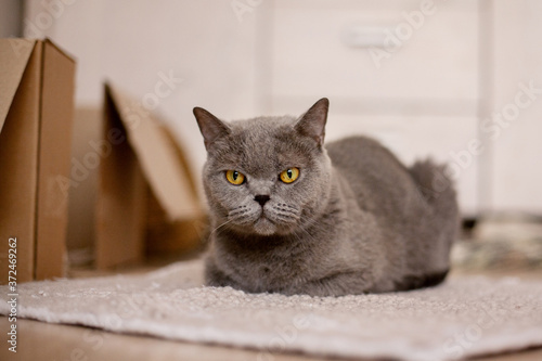 A beautiful British Shorthair cat is lying on the carpet. A cat with bright yellow eyes looks at the camera. Care, friendship, pet