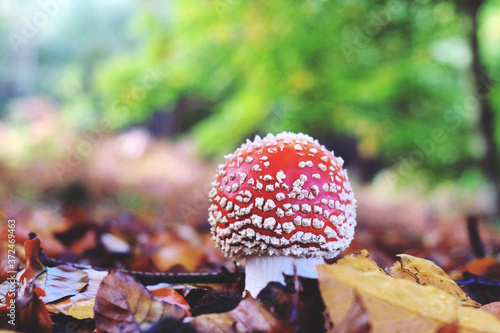 Amanita muscaria, commonly known as the fly agaric or fly amanita toadstools growing in beech woodland, Surrey, UK
