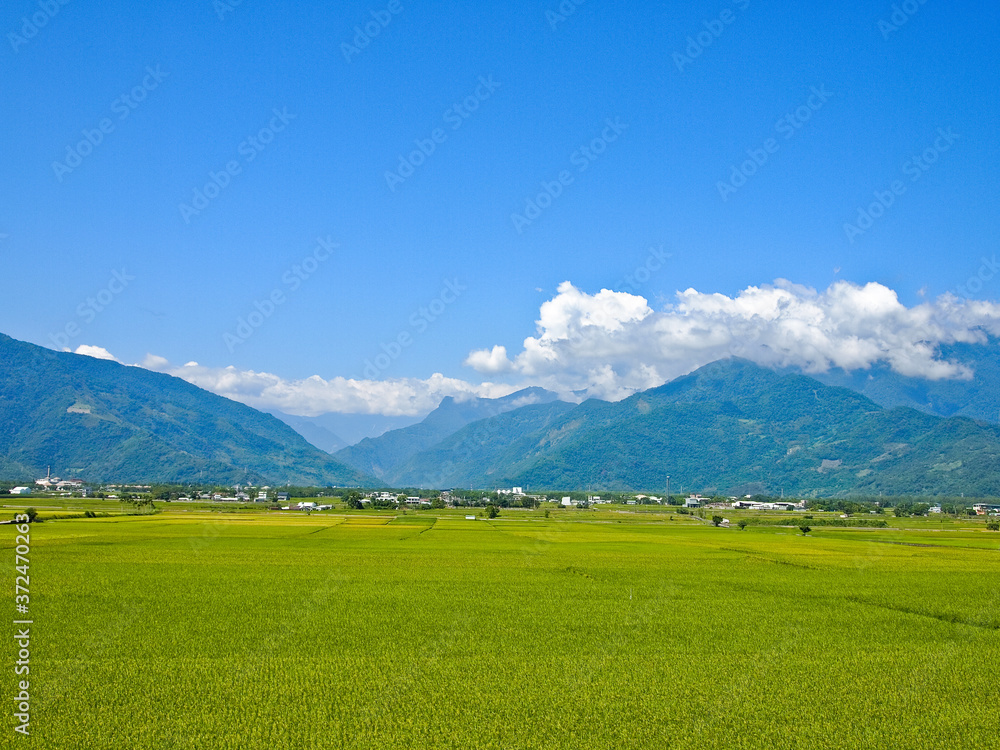 Wide paddy field with blue sky Surrounded by mountains, Taitung, Taiwan