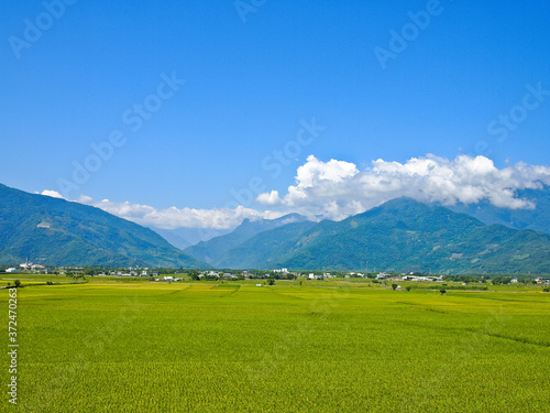 Wide paddy field with blue sky Surrounded by mountains, Taitung, Taiwan