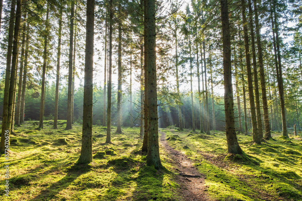 Obraz premium Footpath in a forest with sunrays