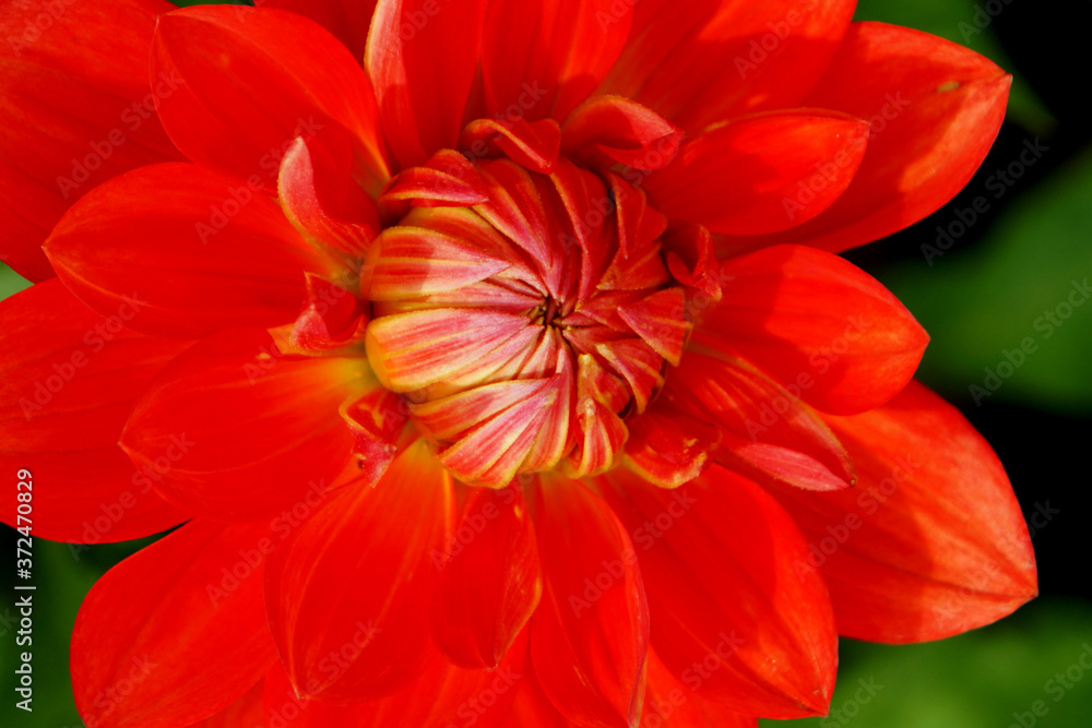 Beautiful red flower on a green background. Beautiful red flower on a green background.