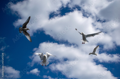 Flying white seagulls, beautifull cloudy sky blue background, bright natural scene, beautifull weather, birds catching food in flight on sunny day, seabirds in motion