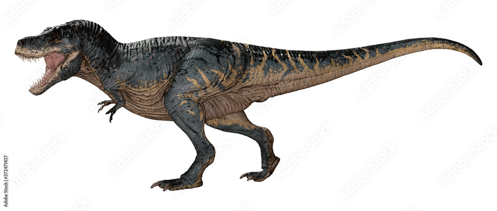 3D Rendering Tyrannosaurus Rex on White 3D Rendering Tyrannosaurus Rex on White