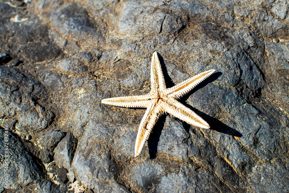 Close-up starfish against a stone background. Cute white starfish. Close-up starfish against a stone background. Cute white starfish.