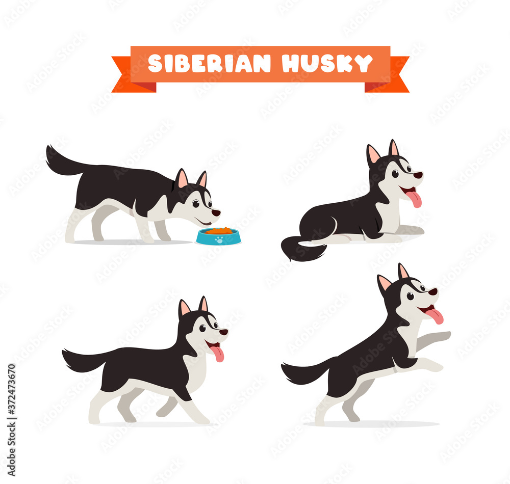 cute husky dog animal pet with many pose bundle set