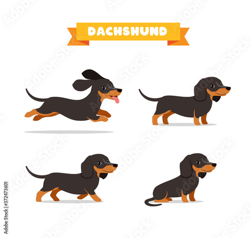 cute dachshund dog animal pet with many pose bundle set