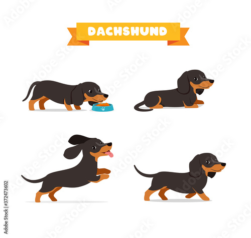 cute dachshund dog animal pet with many pose bundle set