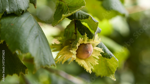 hazelnuts fruit in August in the countryside of Italian Lazio region,macro close-up photo