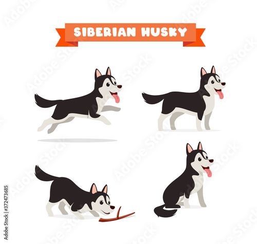 cute husky dog animal pet with many pose bundle set