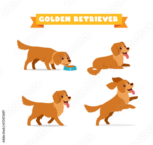 cute golden retriever dog animal pet with many pose bundle set