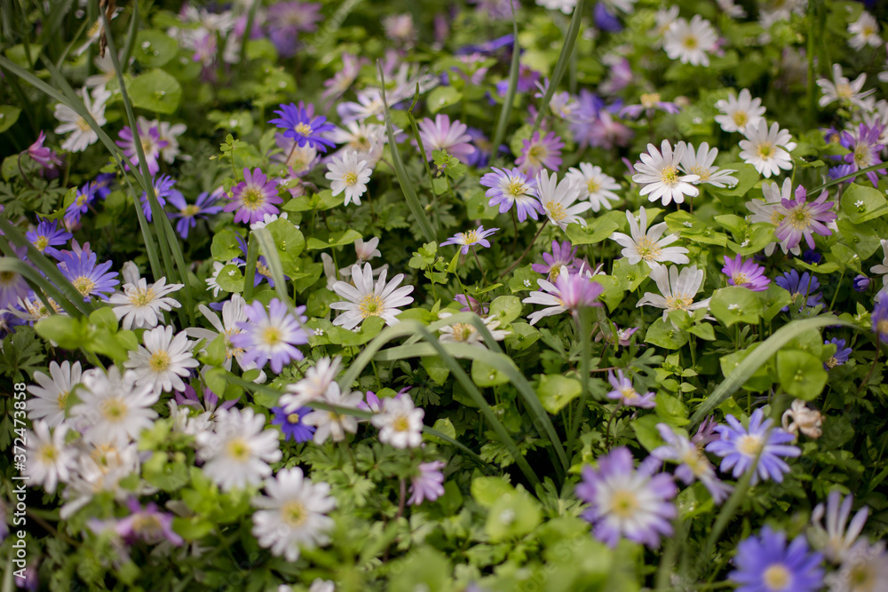 Obraz premium Blue and white Grecian Windflowers, Balkan Anemone, Winter Windflower, Anemone Blanda. Summer field of flower. Gardening and floristics.