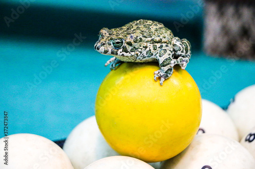 spotted green frog on pool table with old dirty billiard balls and shabby dusty green cloth. the concept of foul play, toad of greed and meanness in the game of billiards.