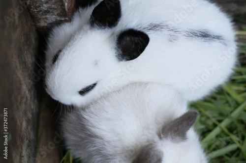 little cute miniature rabbit