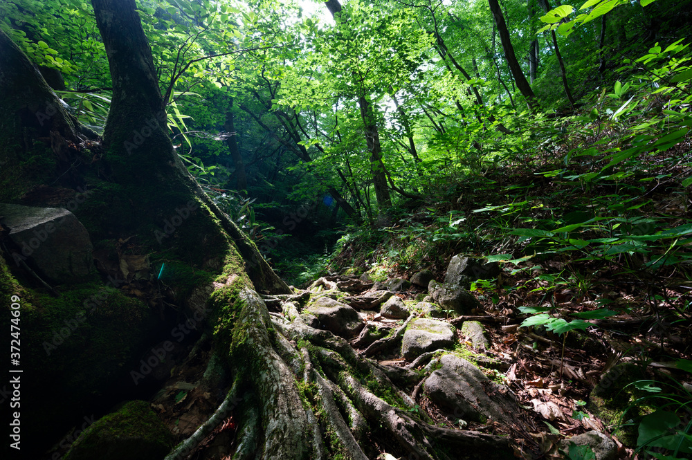 山道 山道