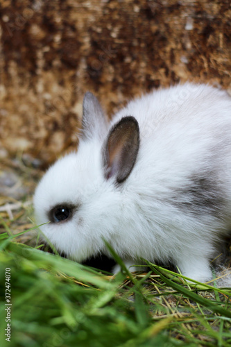 little cute miniature rabbit © Iveta